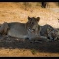 NP Kalahari - odpolední siesta